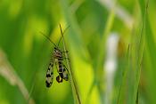 schorpioenvlieg (panorpa communis)